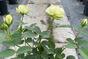 雪山系列月季哪個好?